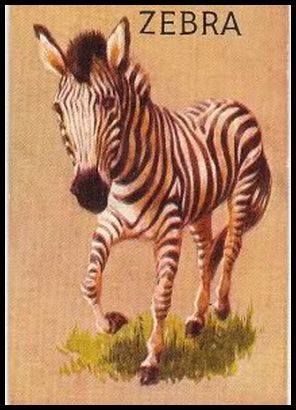 R15-1 Zebra.jpg